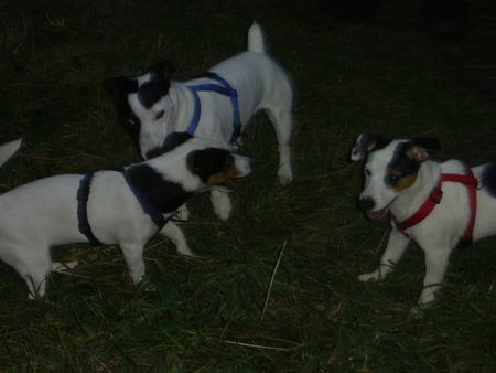 Jack-Russell-Terrier unsere Cocki mit Papa Starski (der hat sein Töchterchen noch richtig lieb ;-) und Schwester Alexis am 19.11.2006