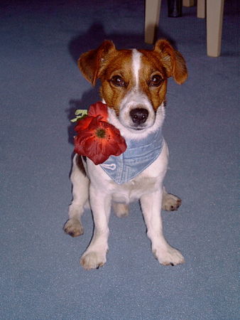 Jack-Russell-Terrier unser kleiner Liebling jacky 3Jahre alt