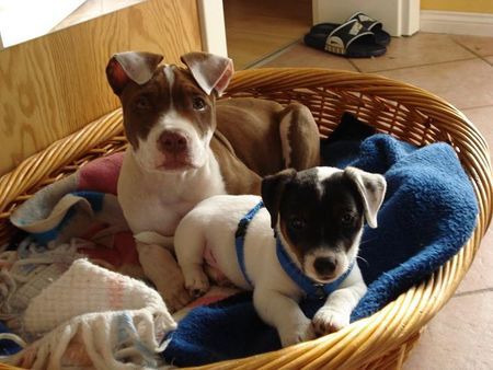 Jack-Russell-Terrier Scrat (jacki) und Nicki (bulldoge)