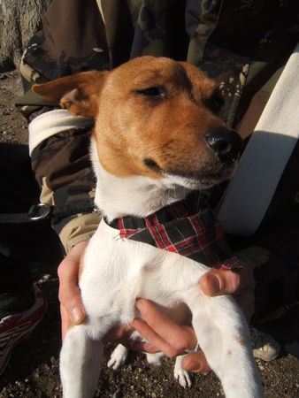 Jack-Russell-Terrier hä i bine