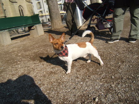 Jack-Russell-Terrier i bi ä bärner