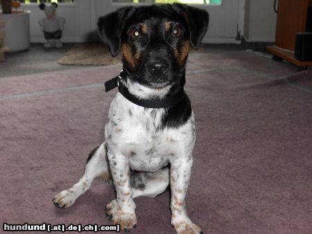 Jack-Russell-Terrier Tequilla, 5 Jahre