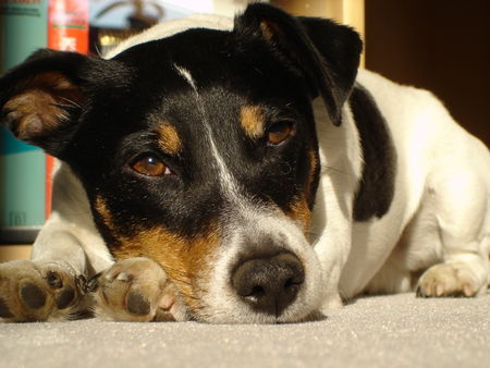 Jack-Russell-Terrier Dösen