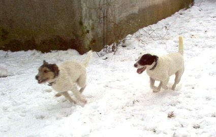 Jack-Russell-Terrier vater NK Bellamy und sohn NK Buddy in schnee action 