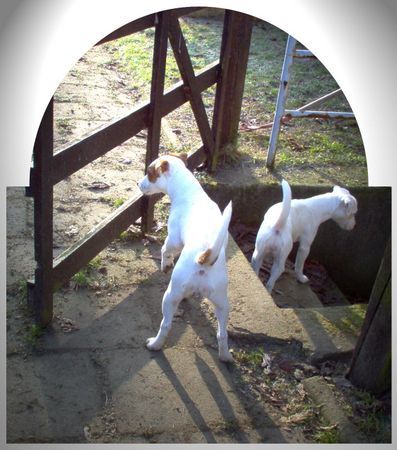 Jack-Russell-Terrier Noble Knights Almira und Almond