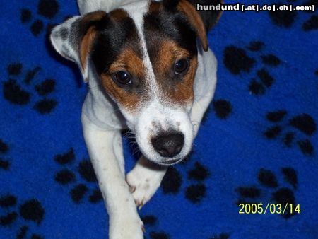 Jack-Russell-Terrier