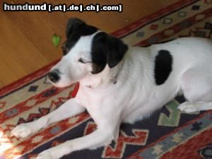 Jack-Russell-Terrier