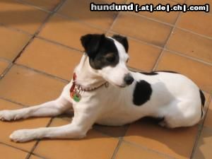 Jack-Russell-Terrier