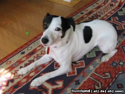 Jack-Russell-Terrier