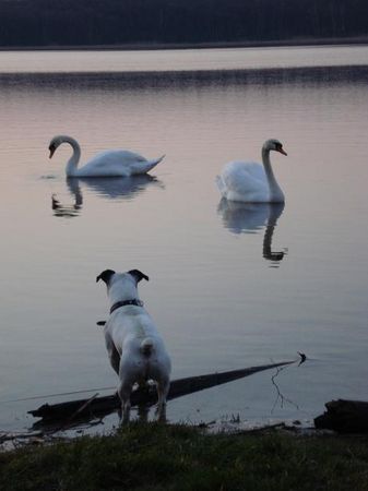 Jack-Russell-Terrier Der Starski (Bruder von Mailo) Anbaden im Gorinsee.Liebe grüsse an den A-wurf