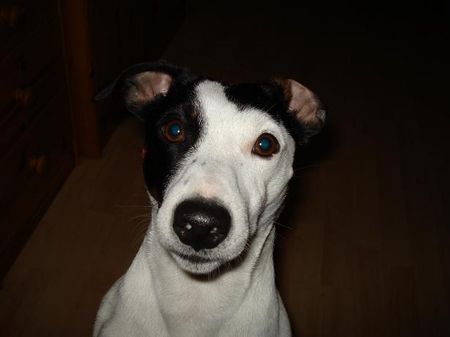 Jack-Russell-Terrier Komm ich jetzt ins fernsehn