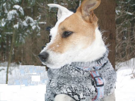 Jack-Russell-Terrier gehts mir guuut!