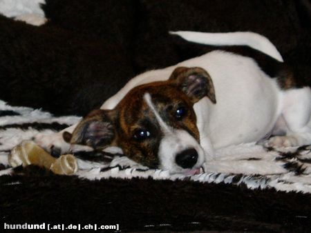 Jack-Russell-Terrier Goofy aus Hamburg