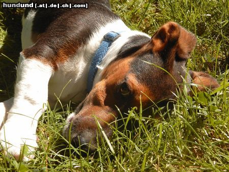 Jack-Russell-Terrier