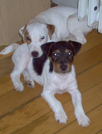 Jack-Russell-Terrier sweet little Ban-Blair