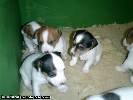 Jack-Russell-Terrier meine kleinen racker