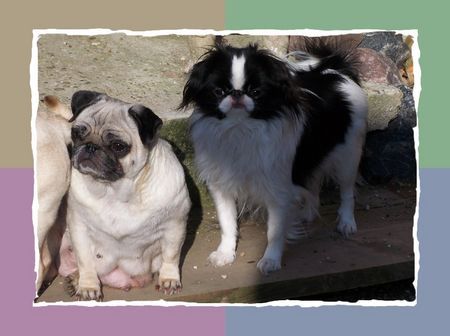 Japan Chin Amai v.Hohenlohe und Pugs`n Roses Fior di Madonna, Besitzer: Silvia+Max D`Elicio