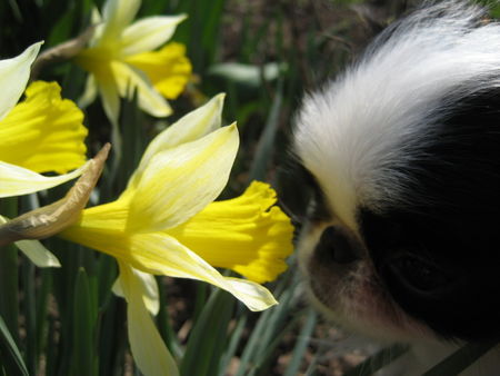 Japan Chin Bonnie genießt den Frühling