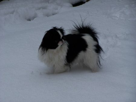 Japan Chin Kiki im tiefen Schnee