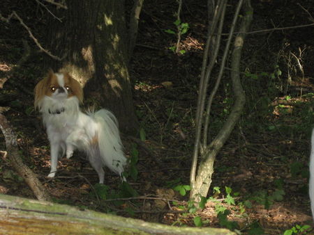 Japan Chin Püppie im Wald