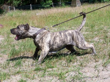 Dogo Canario Gesund, Leistungsstark, Kinderlieb und Wesensfest