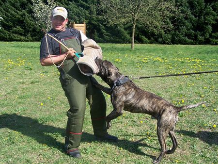 Dogo Canario Gesund Leistungsstark Kinderlieb & Wesensfest