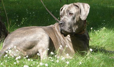 Dogo Canario der ares