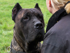 Dogo Canario Gesund Leistungsstark Kinderlieb & Wesensfest