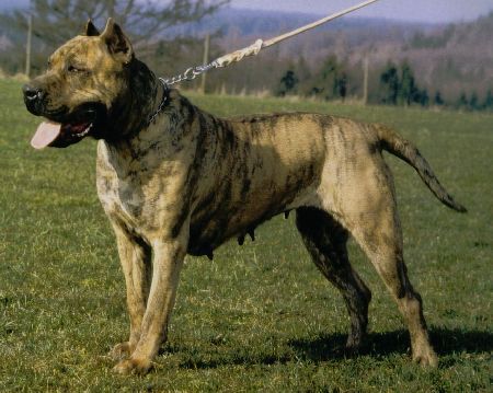 Dogo Canario Gesund, Leistungsstark, Kinderlieb und Wesensfest