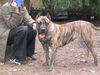 Dogo Canario Hund