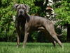 Dogo Canario Hund