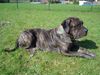 Dogo Canario Hund