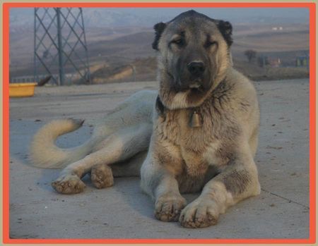 Kangal ATES KURTBOGAN