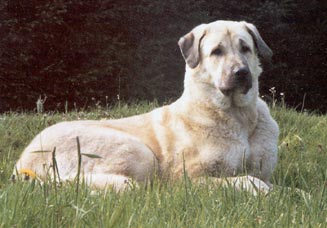 Kangal