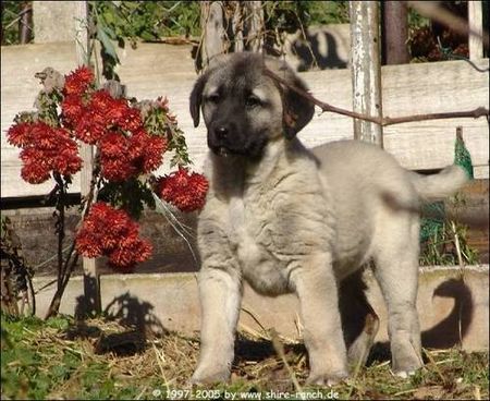 Kangal