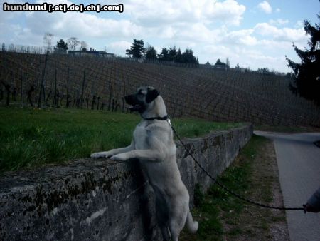 Kangal Das ist unsere ASYA ein Kangal Mädchen