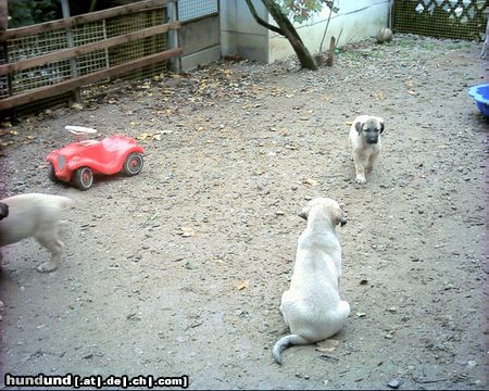 Kangal Unsere ASYA (AYLA) mit ihren Geschwister noch beim Züchter