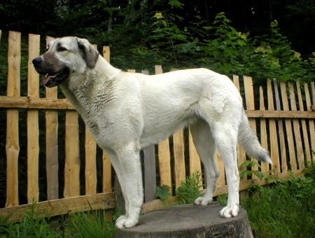 Kangal Anatolian shepherd dog,  puppies with pedigree for sale in 5/2006 – Czech Republic