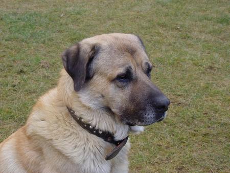 Kangal