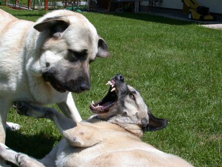 Kangal