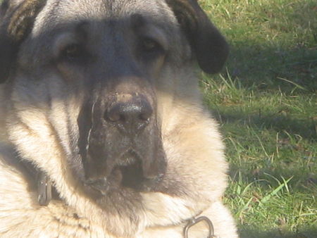 Kangal das ist mein karabash pasa 1 jahre alt