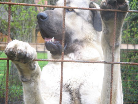 Kangal