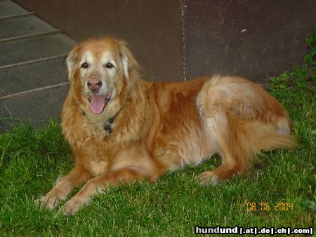 Kangal Unser Karabash Dalyan in sehr hohem Alter von 13 Jahren.