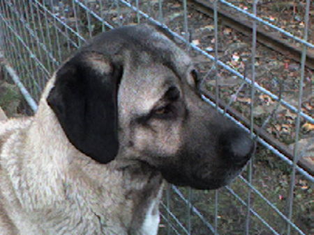 Kangal