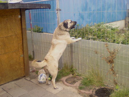 Kangal ates  grrrrrr