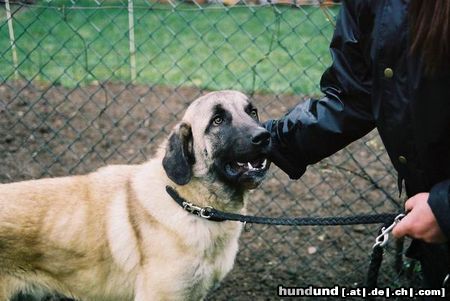 Kangal Tory, der Kangal-Jungrüde, der Schmuser der Nation, nun ein 