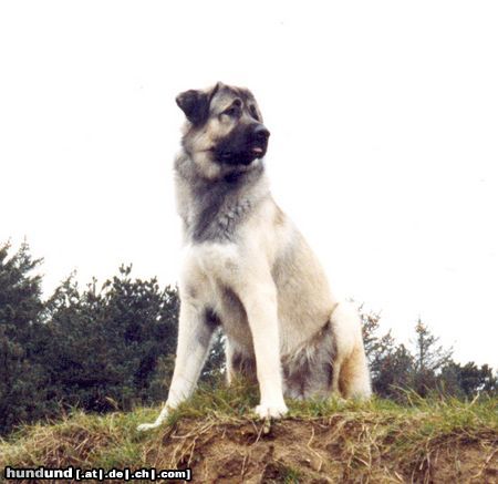 Kangal Arkadan Kücük Consolos