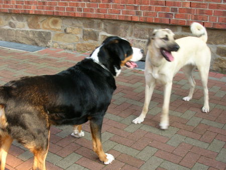 Kangal Layla 1 Jahr alt