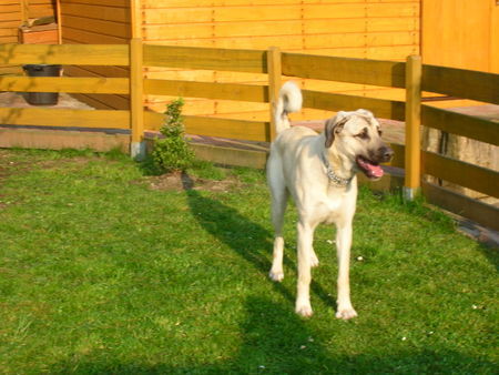 Kangal Layla 1 Jahr alt