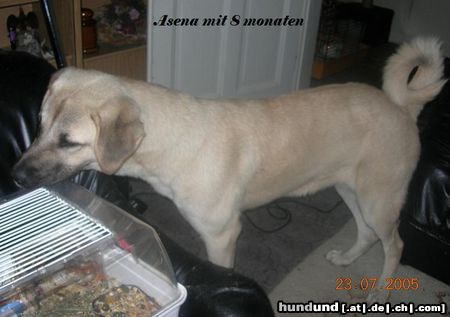 Kangal Asena ist ein typisches exsemplar sie gräp gerne tiefe locher hat áp und an ihren eigenen dickkopf und passt auf meine hamster auf wie in ihrer heimat die hunde auf schafe:-)